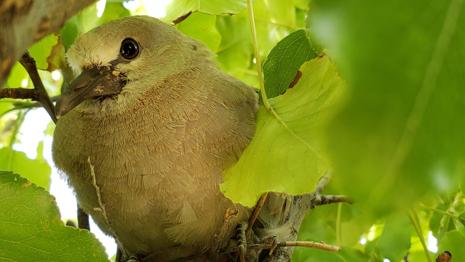 Samsung Galaxy Note9 sample photo. Baby dove, baby bird photography