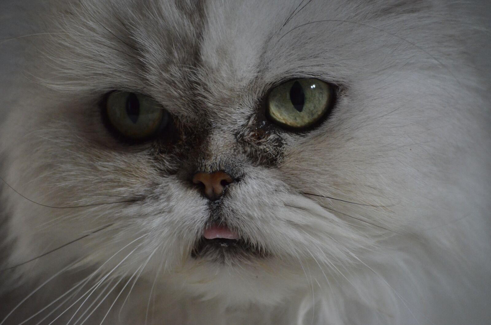 Nikon D5100 sample photo. Persians, portrait, cat photography