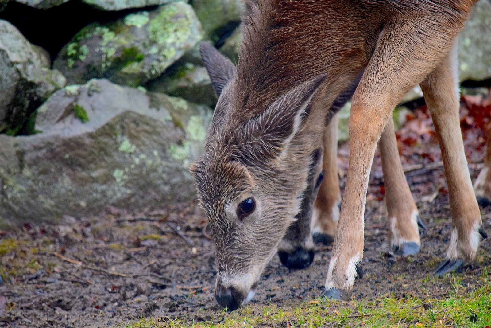 Nikon D3300 sample photo. Deer, wet, cute photography