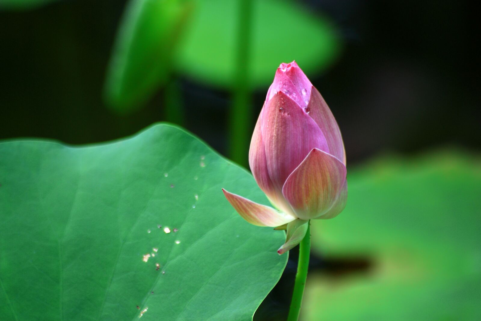 Canon EOS 450D (EOS Rebel XSi / EOS Kiss X2) sample photo. Lotus, dutch, leaf photography