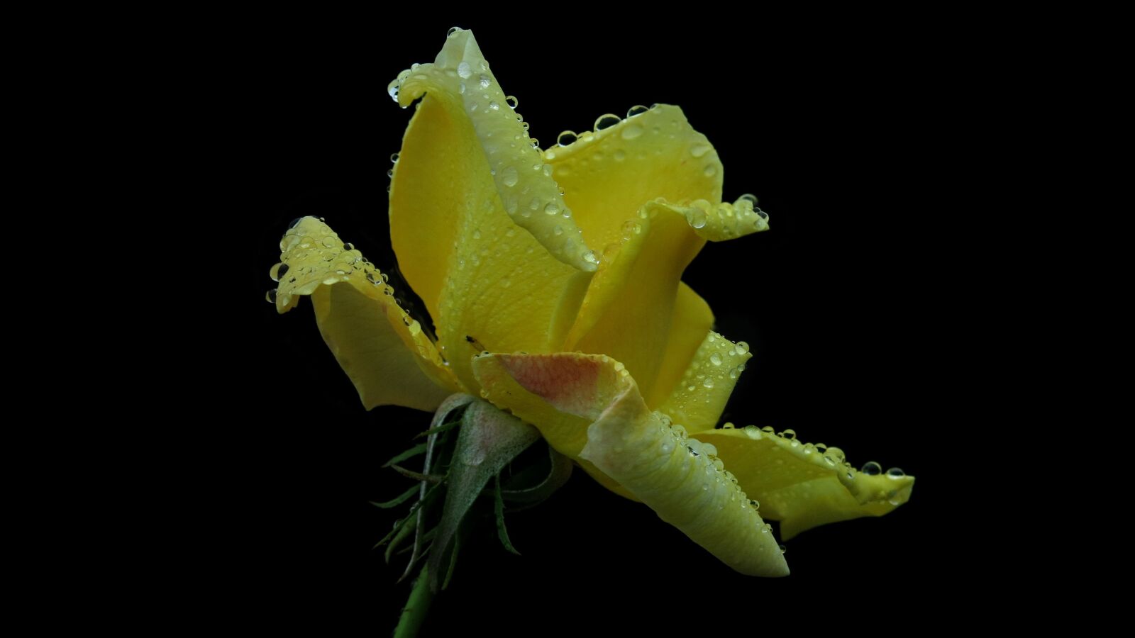Canon PowerShot G15 sample photo. Rose, yellow, yellow rose photography