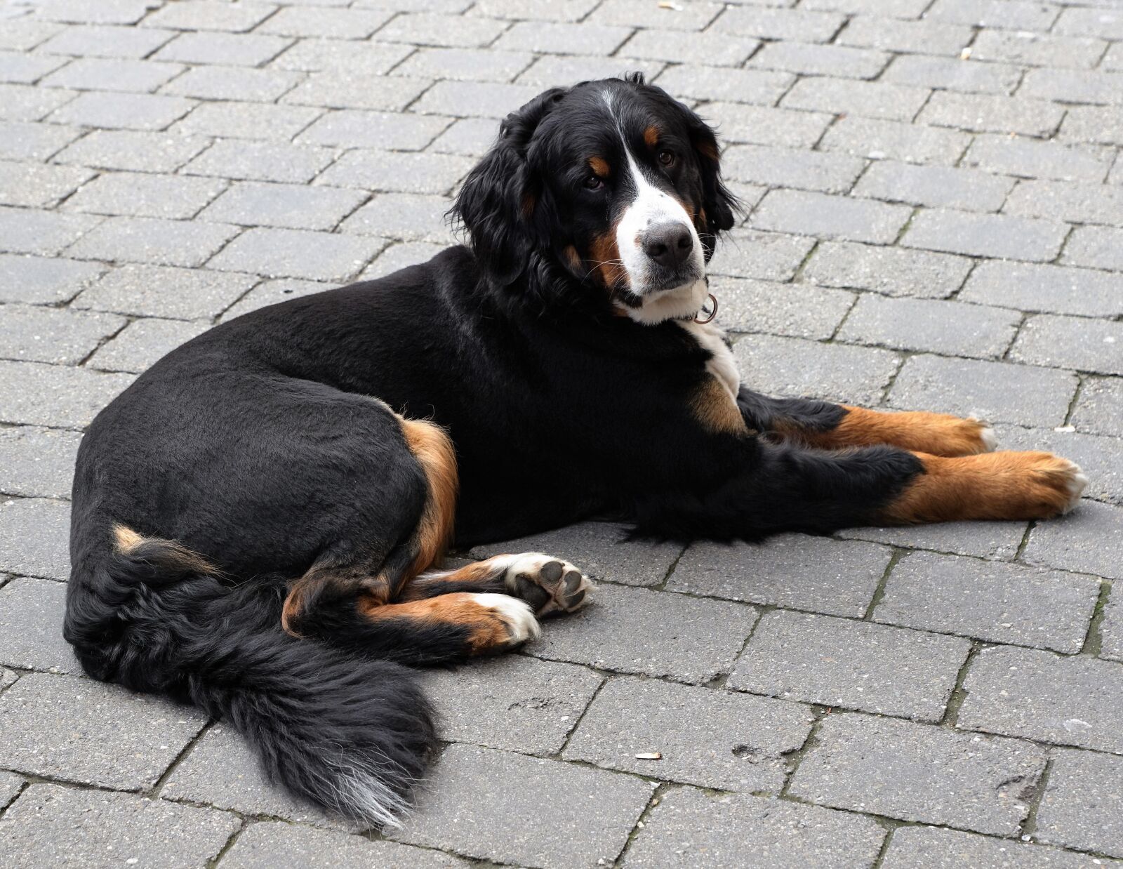Sony ILCA-77M2 + Sony DT 16-50mm F2.8 SSM sample photo. Dog, animal, black photography