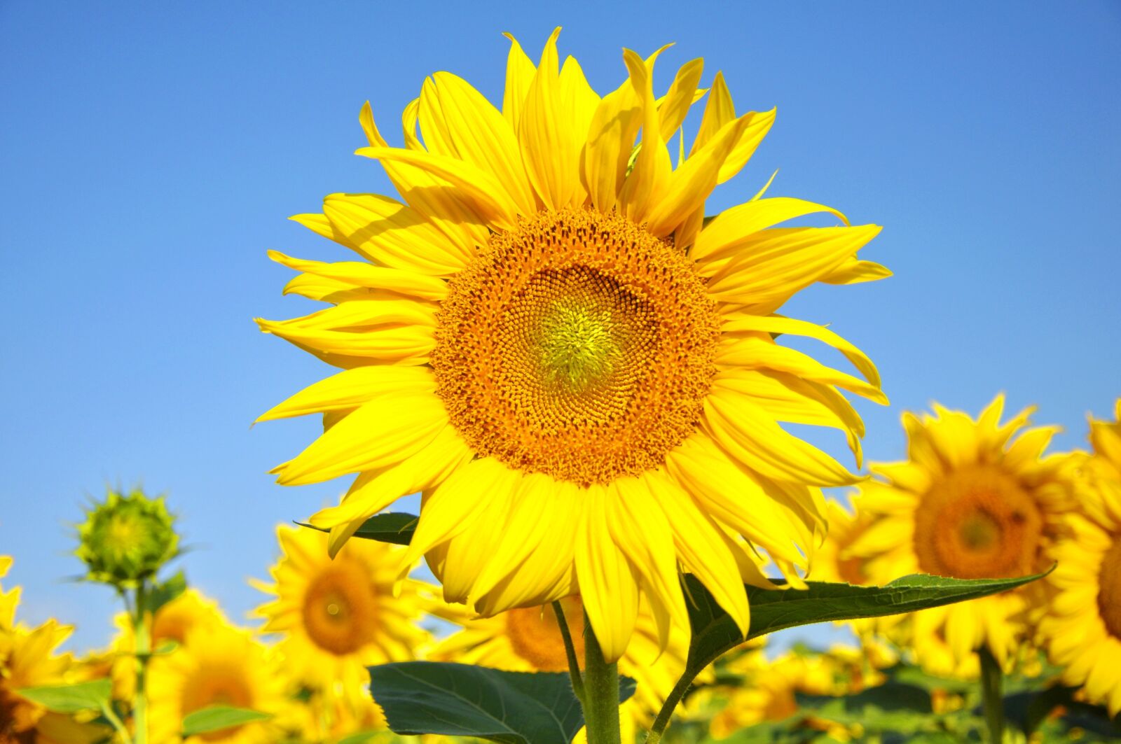 Nikon D90 sample photo. Sunflower, yellow flower, summer photography