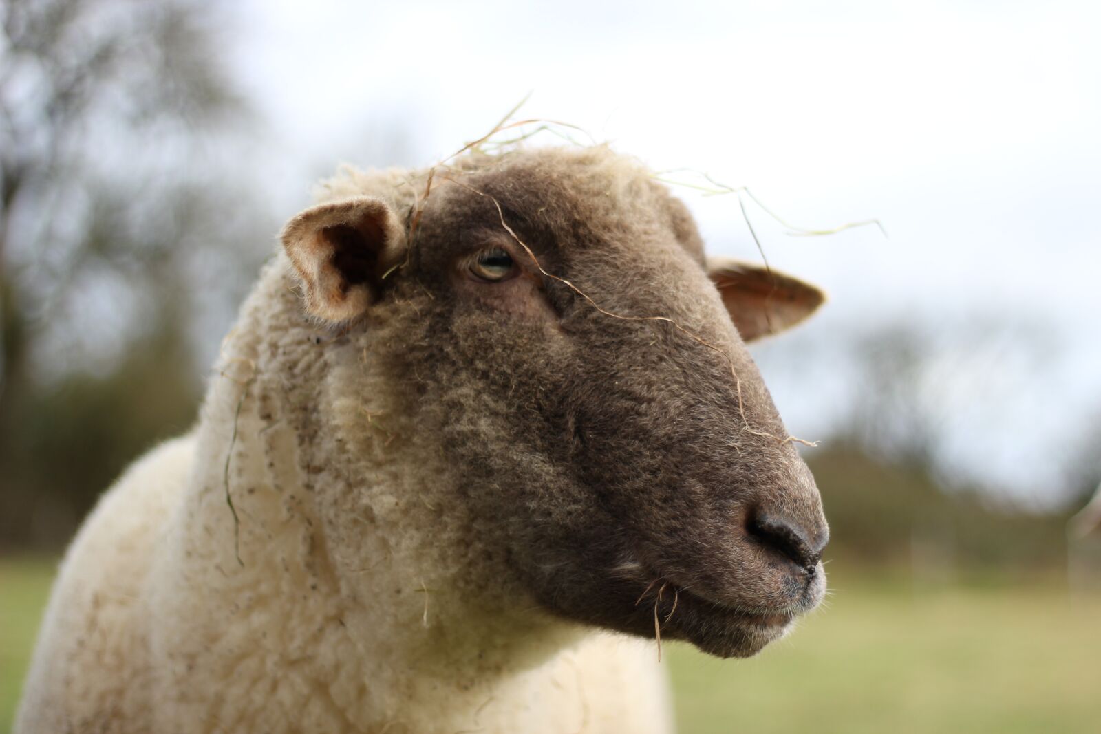 Canon EF 50mm F1.8 STM sample photo. Animal, sheep, pasture photography
