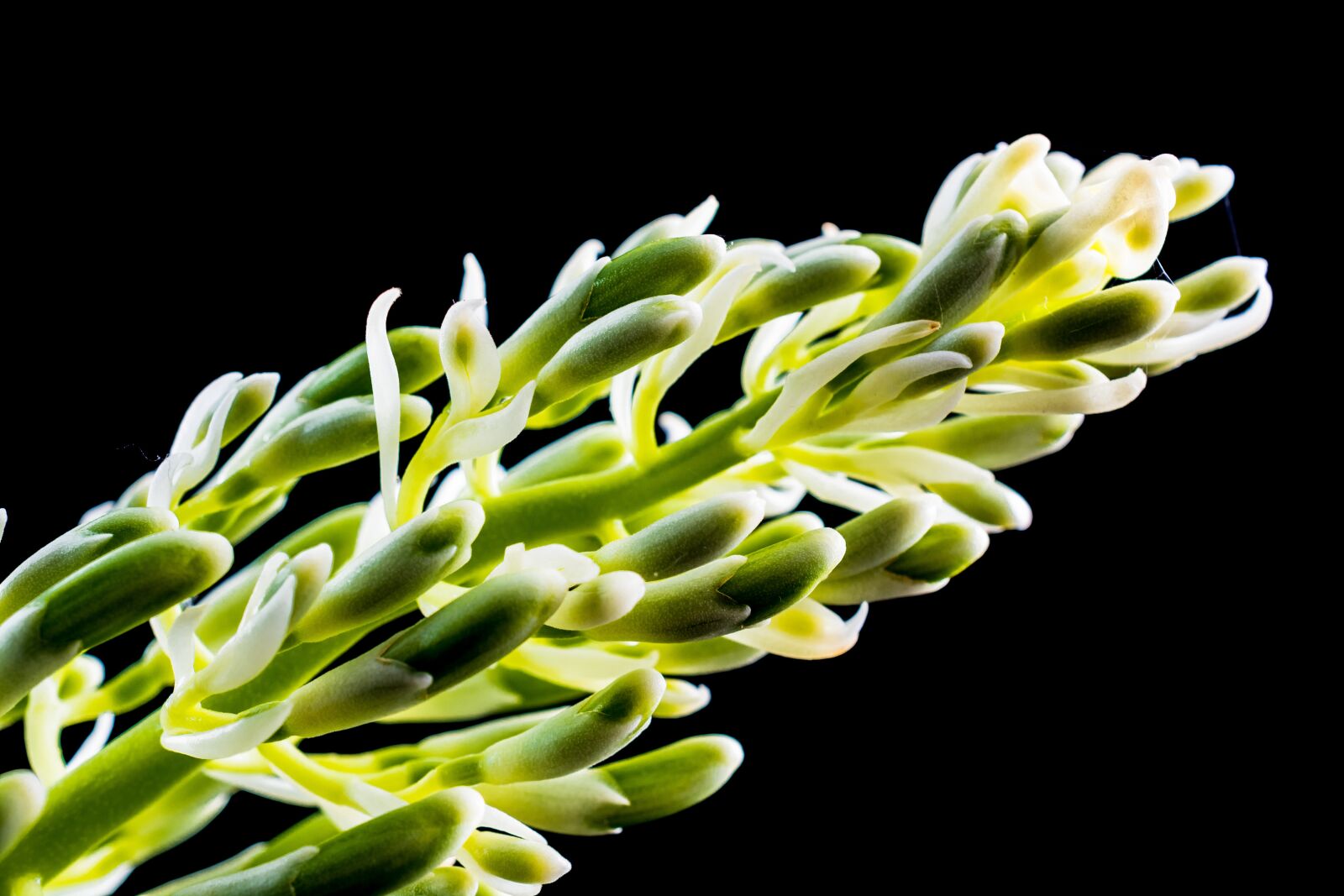 Nikon D5200 sample photo. Blossom, bloom, flower panicle photography