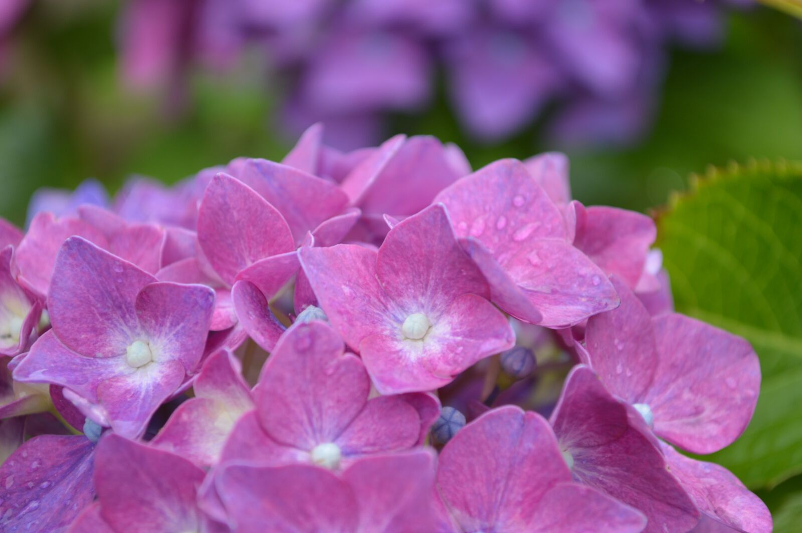 Nikon D3200 sample photo. Close, up, of, purple photography