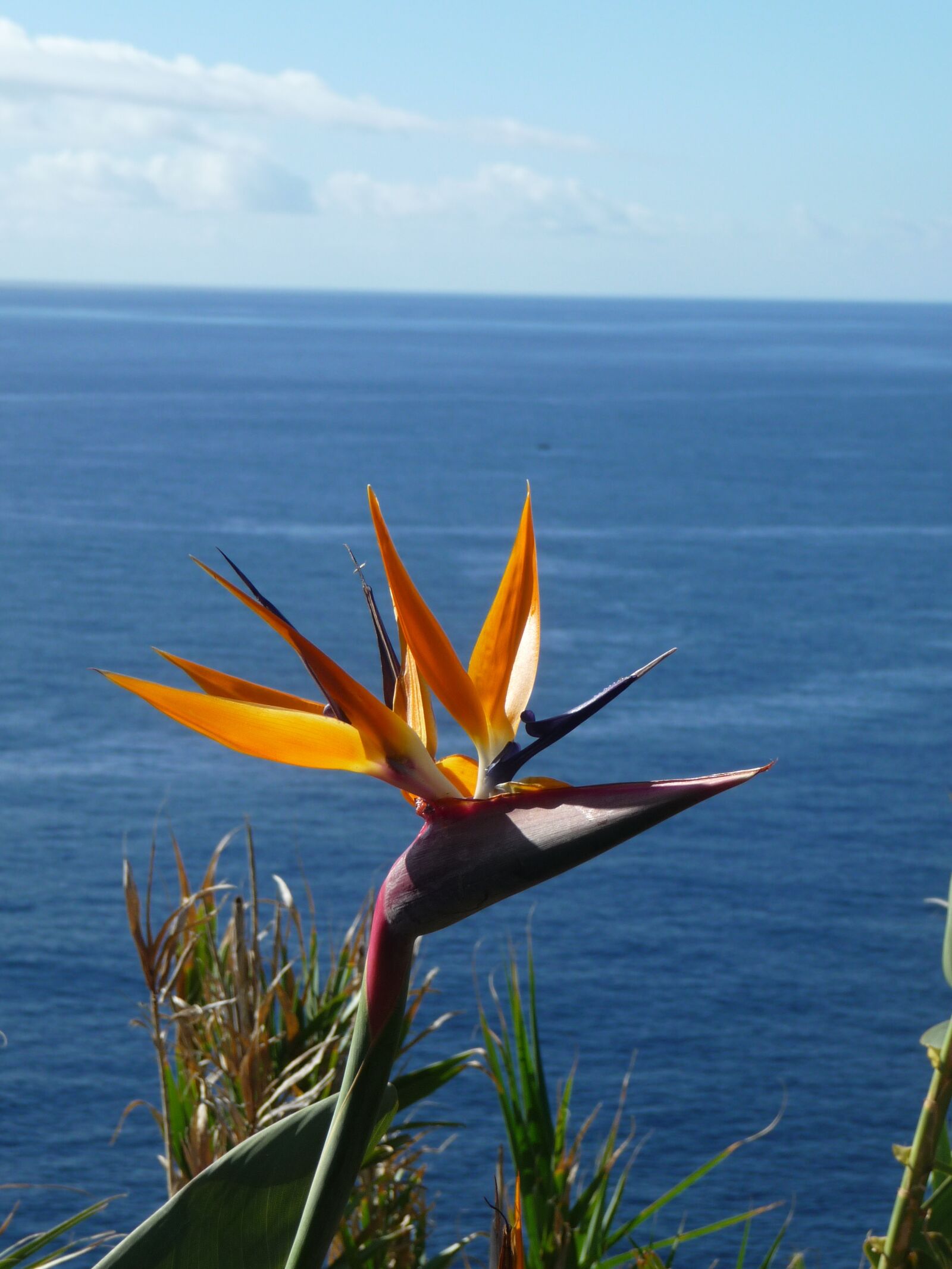 Panasonic Lumix DMC-TZ5 sample photo. Caudata, strelitzia orchids, caudata photography