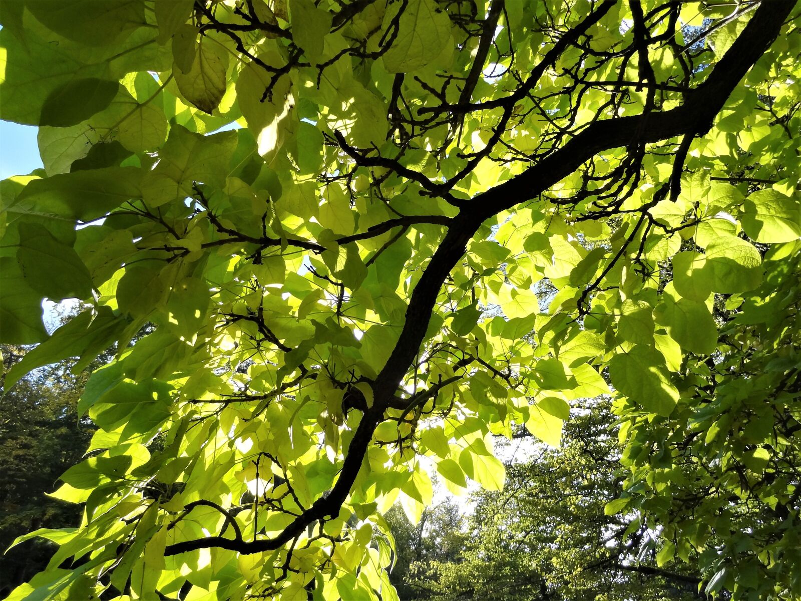 Sony Cyber-shot DSC-HX9V sample photo. Beauty, nature, autumn photography