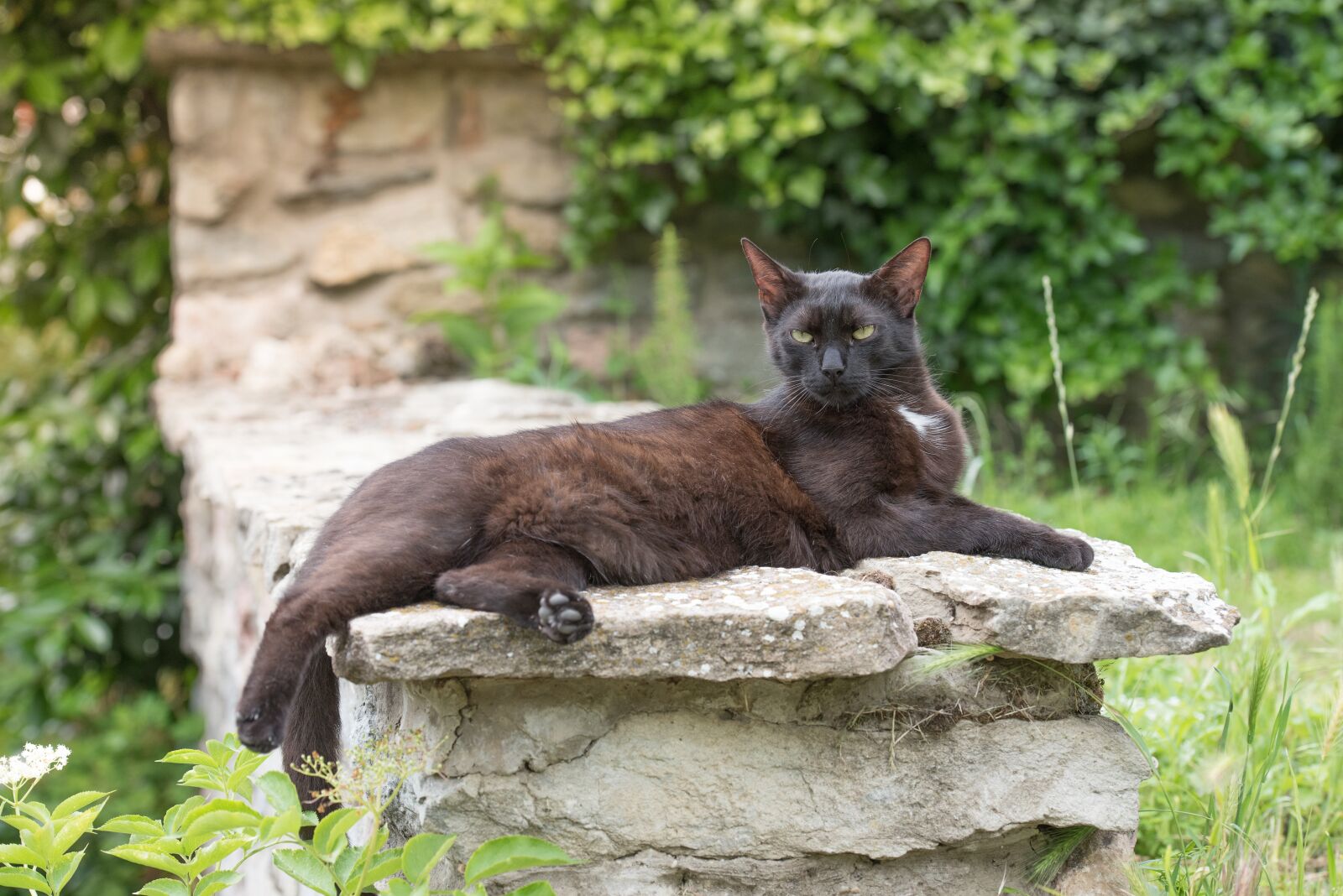 Nikon D750 sample photo. Kitten, cat, pet photography