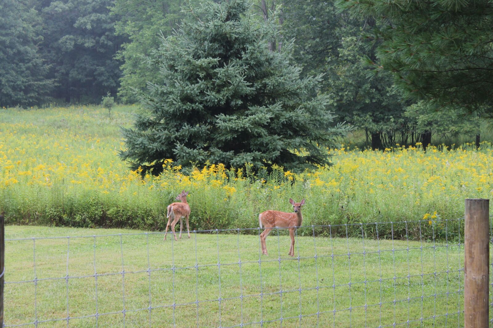 Canon EOS 1100D (EOS Rebel T3 / EOS Kiss X50) sample photo. Deer, bambi, cute photography