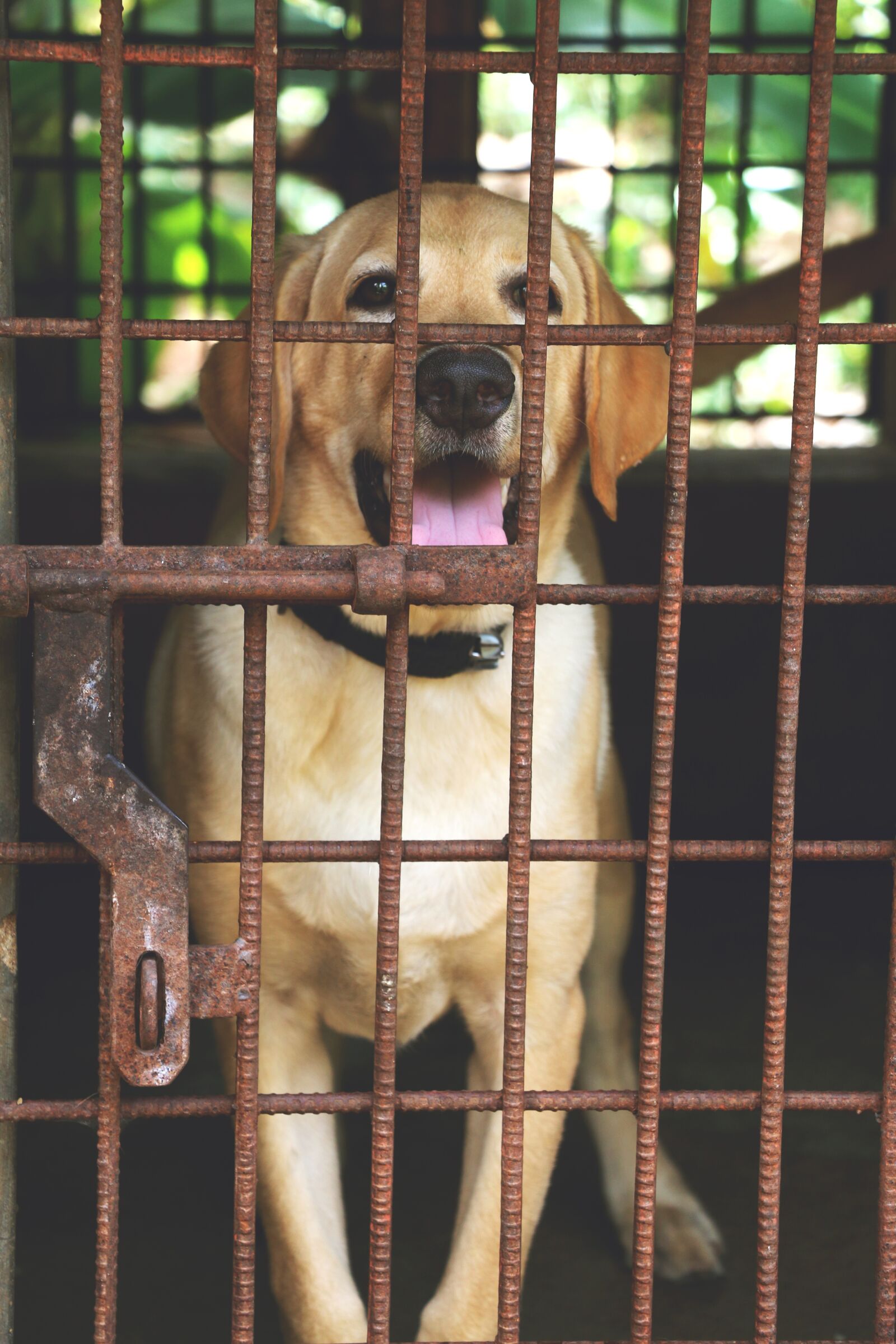 Canon EOS 70D sample photo. Cage, fence, animal photography