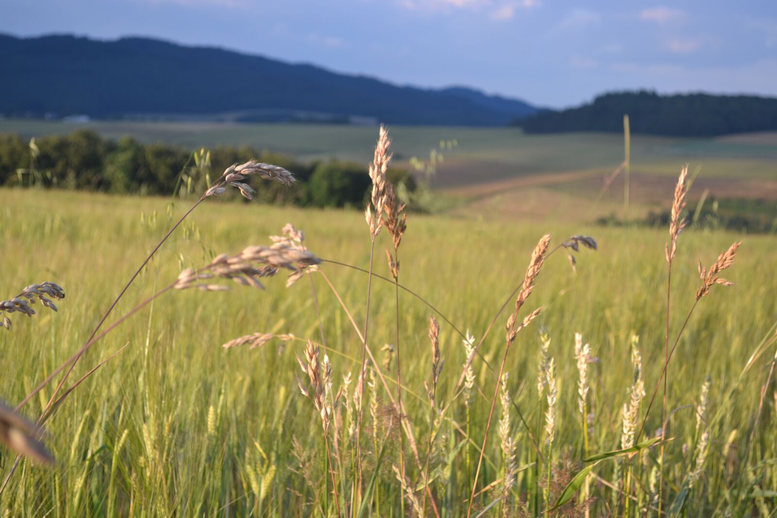Nikon D3100 sample photo. Hill, corn, grass photography