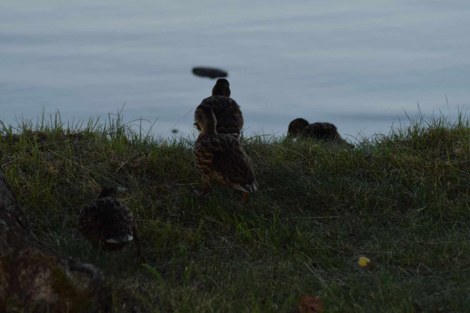 Nikon D3300 sample photo. Ducks photography