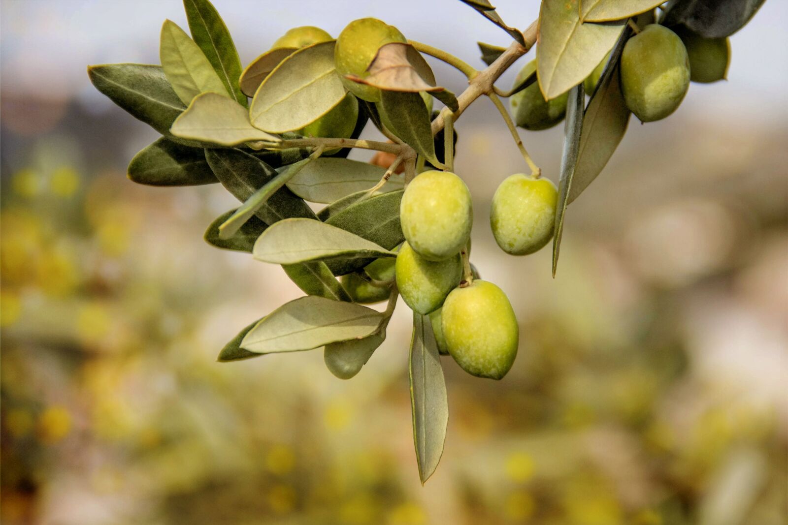 Canon EOS 60D sample photo. Olives, trees, fruit photography
