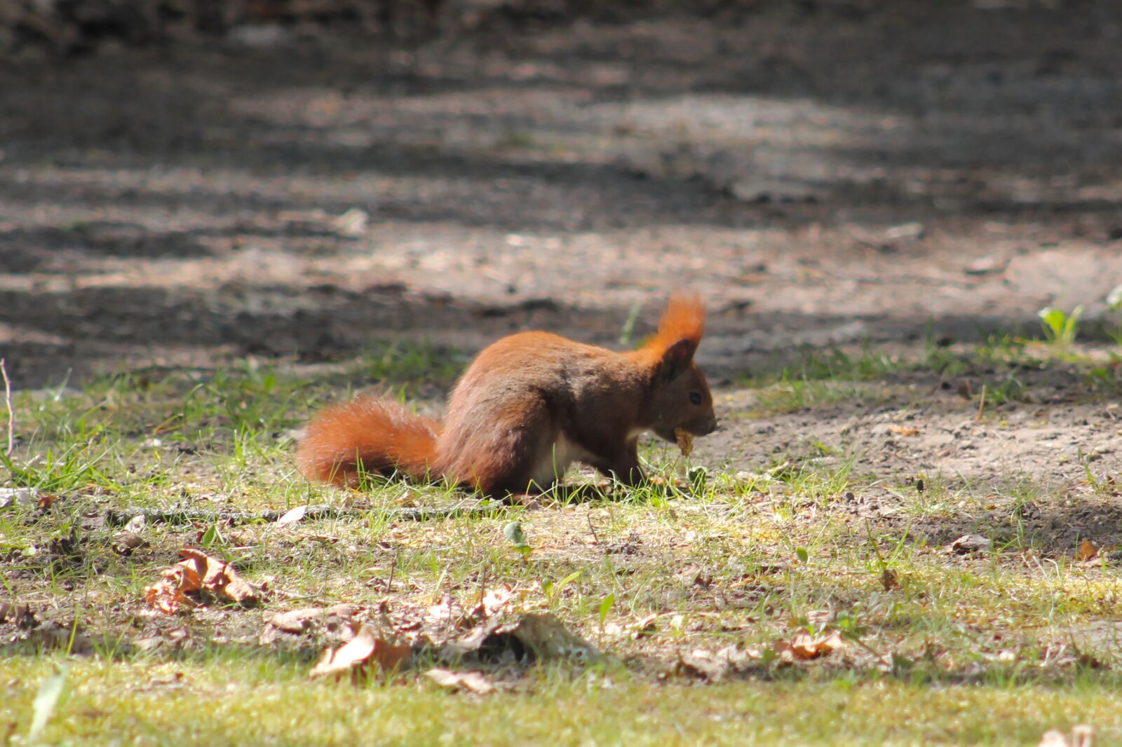 Canon EOS 550D (EOS Rebel T2i / EOS Kiss X4) sample photo. Squirrel, walnut, pet food photography