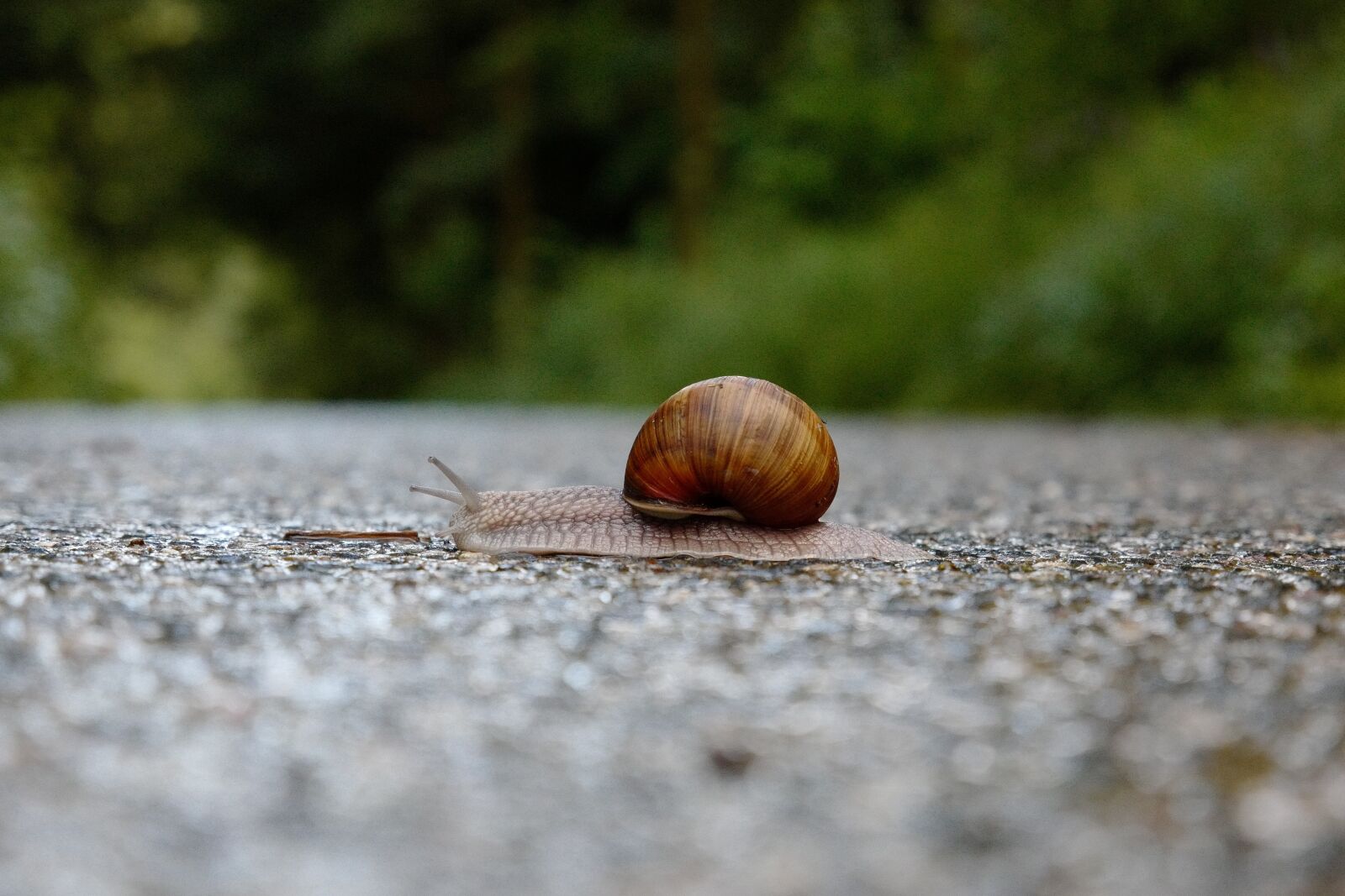 Vario-Elmar TL 1:3.5-5.6 / 18-56 ASPH. sample photo. Snail, shell, slowly photography