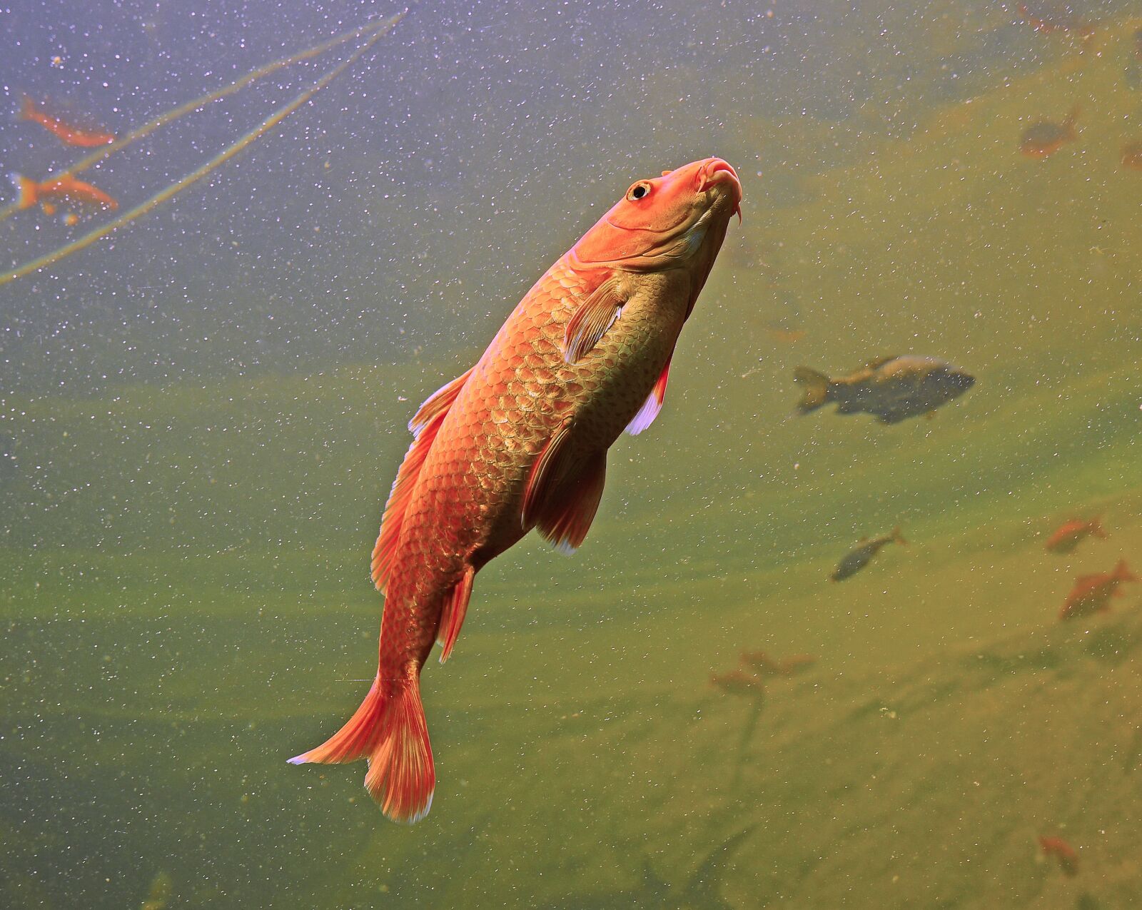 Panasonic Lumix DMC-GH3 sample photo. Aquarium, fish, orange photography
