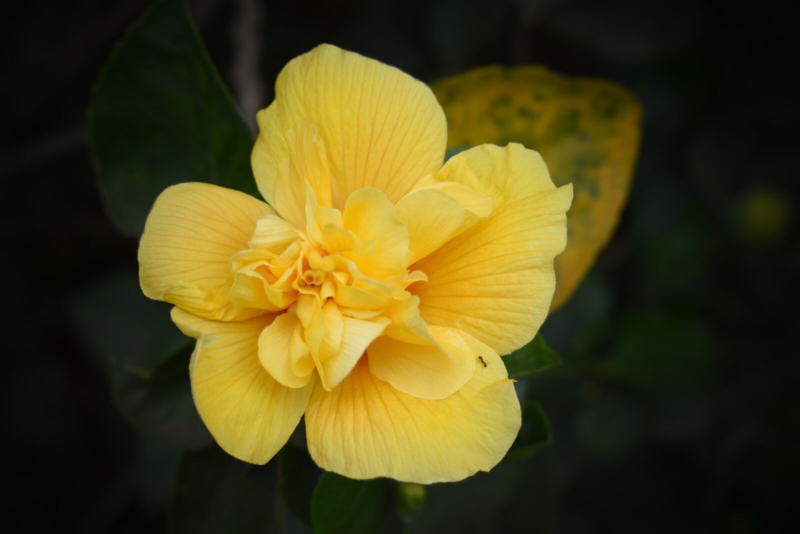Nikon D5600 sample photo. Yellow, blossom, yellow flower photography