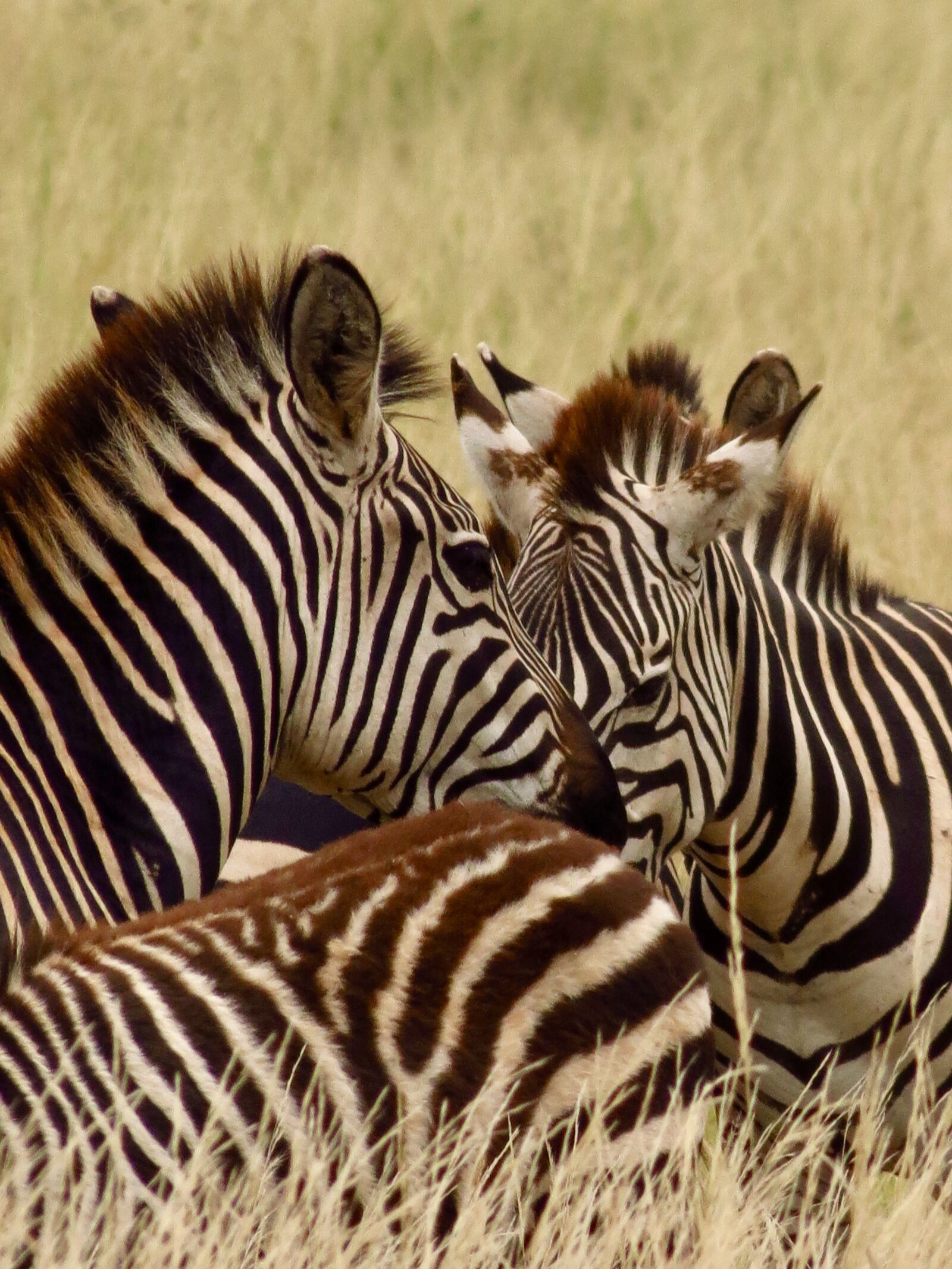 Canon PowerShot SX40 HS sample photo. Africa, tanzania, kenya photography