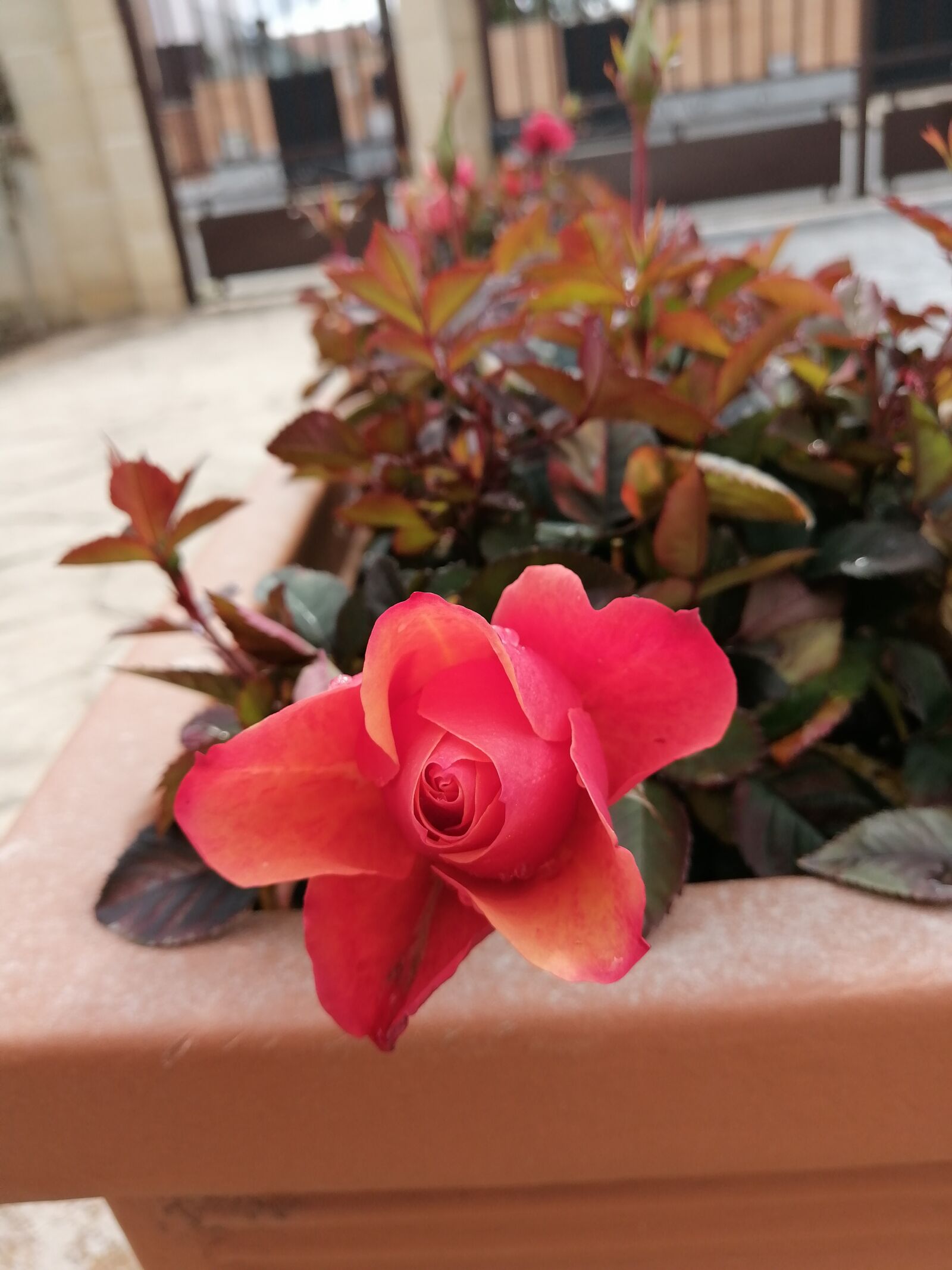 HUAWEI STK-LX1 sample photo. Red rose, flowers, garden photography