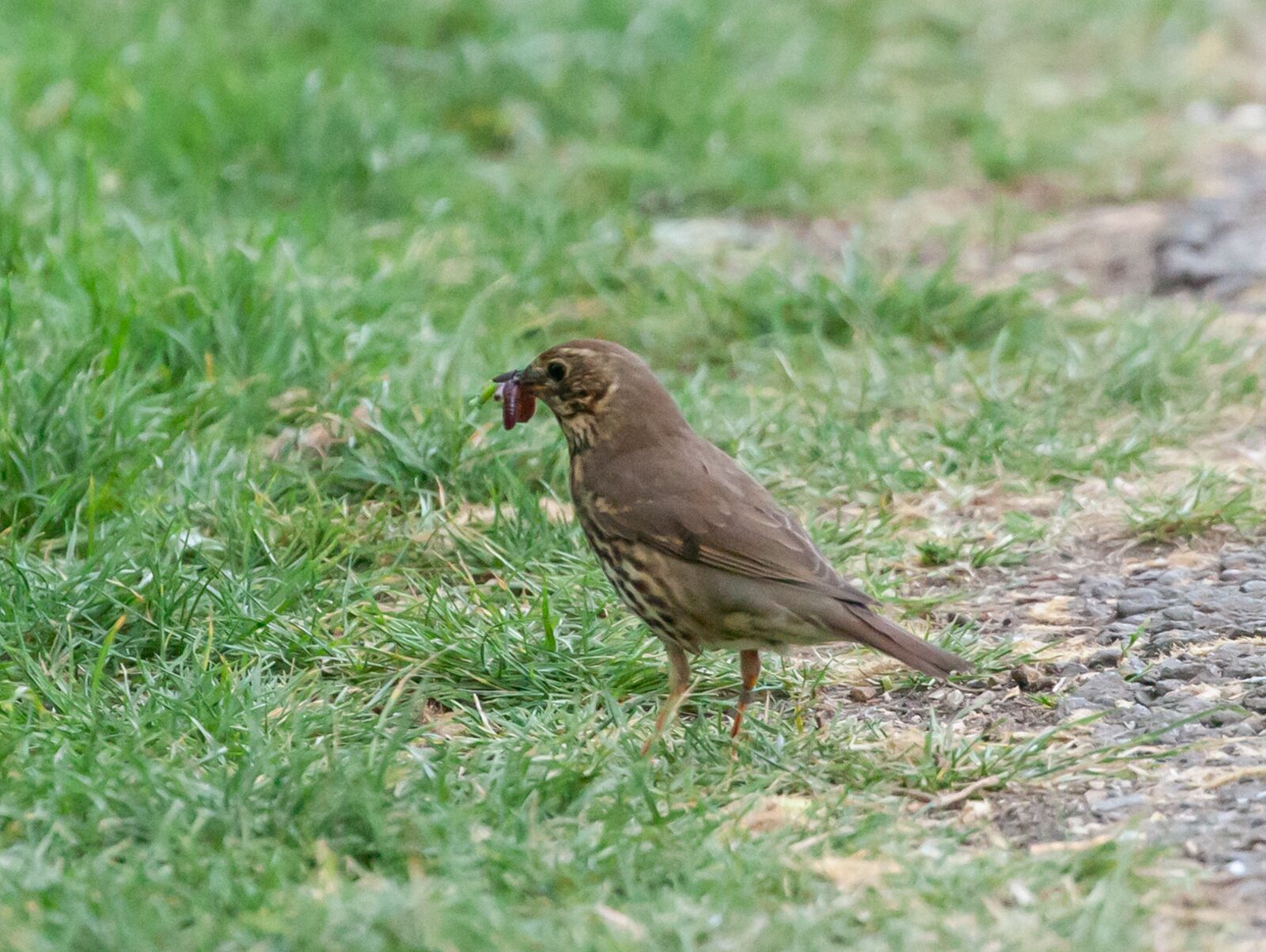Canon EOS 5D Mark II sample photo. Thrush with food, mistle photography