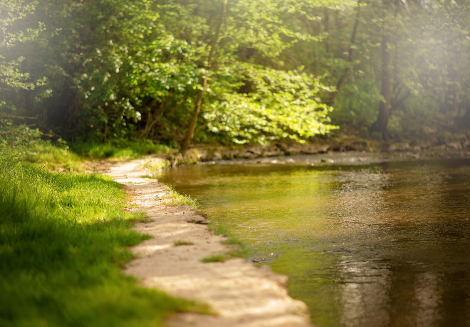 Nikon D610 sample photo. Water, spring, forest photography