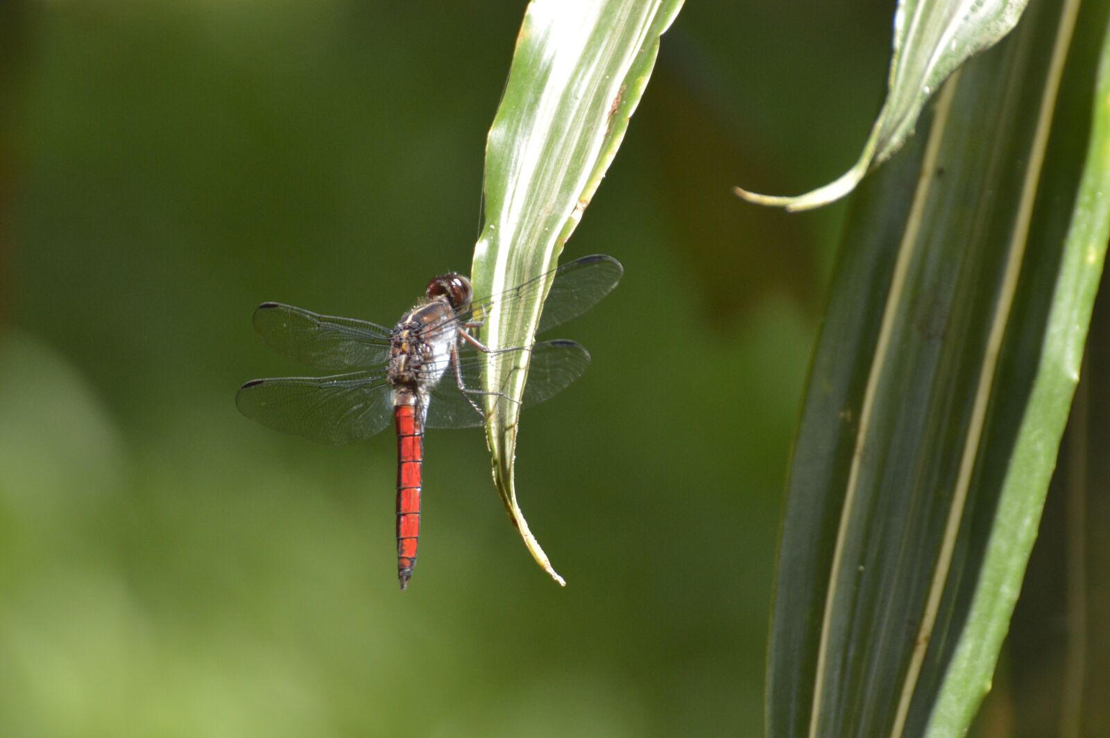 Nikon D3200 sample photo. Dragonfly, insect, costa rica photography