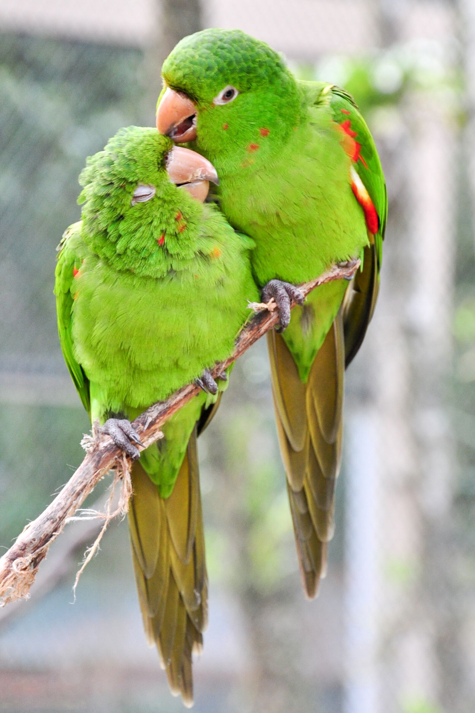 Nikon D90 sample photo. Birds, animal, colorful photography