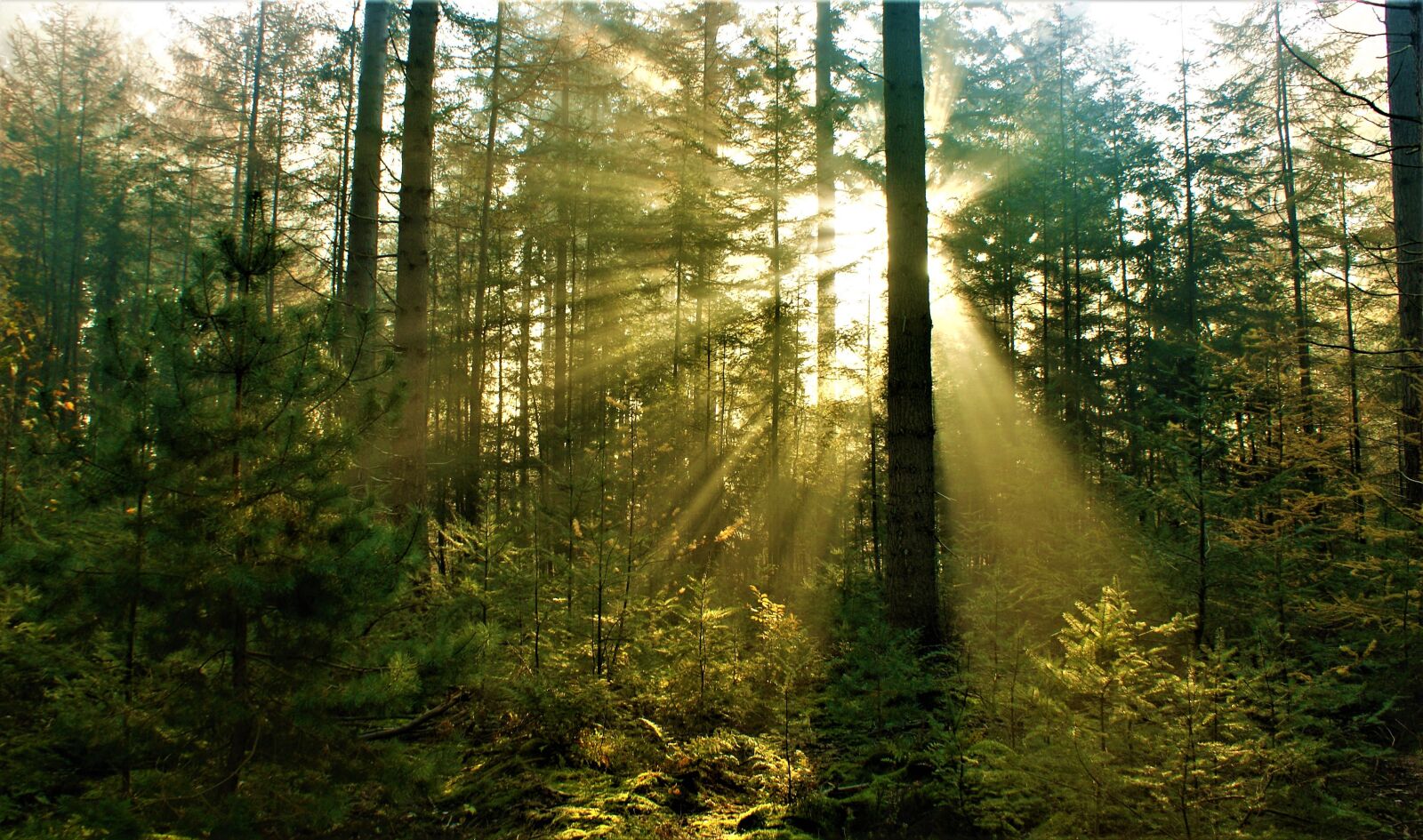 Sony Alpha DSLR-A350 sample photo. Sun rays, autumn, forest photography