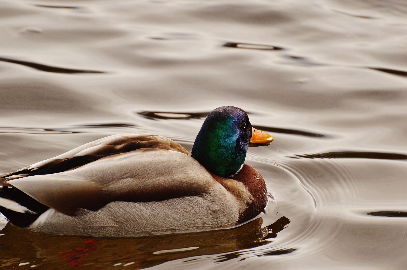 Nikon D3200 sample photo. Duck, water bird, poultry photography