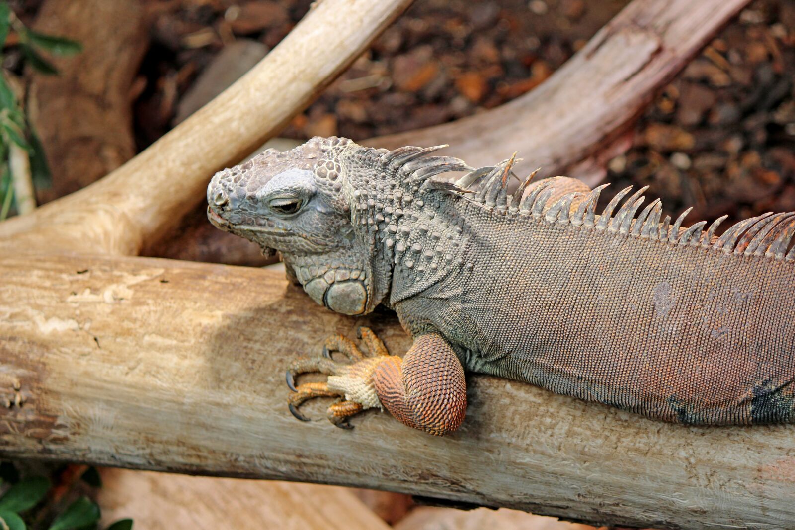 Canon EOS 600D (Rebel EOS T3i / EOS Kiss X5) sample photo. Chameleon, reptile, close up photography