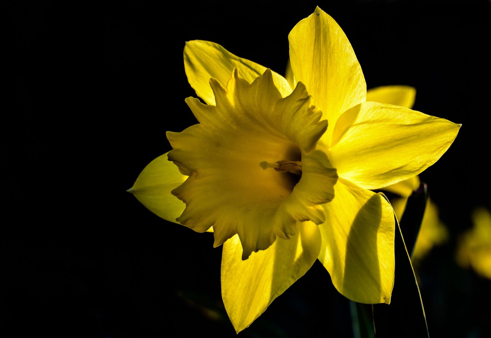 Nikon D3200 + Tamron SP AF 60mm F2 Di II LD IF Macro sample photo. Narcissus, daffodil, flower photography