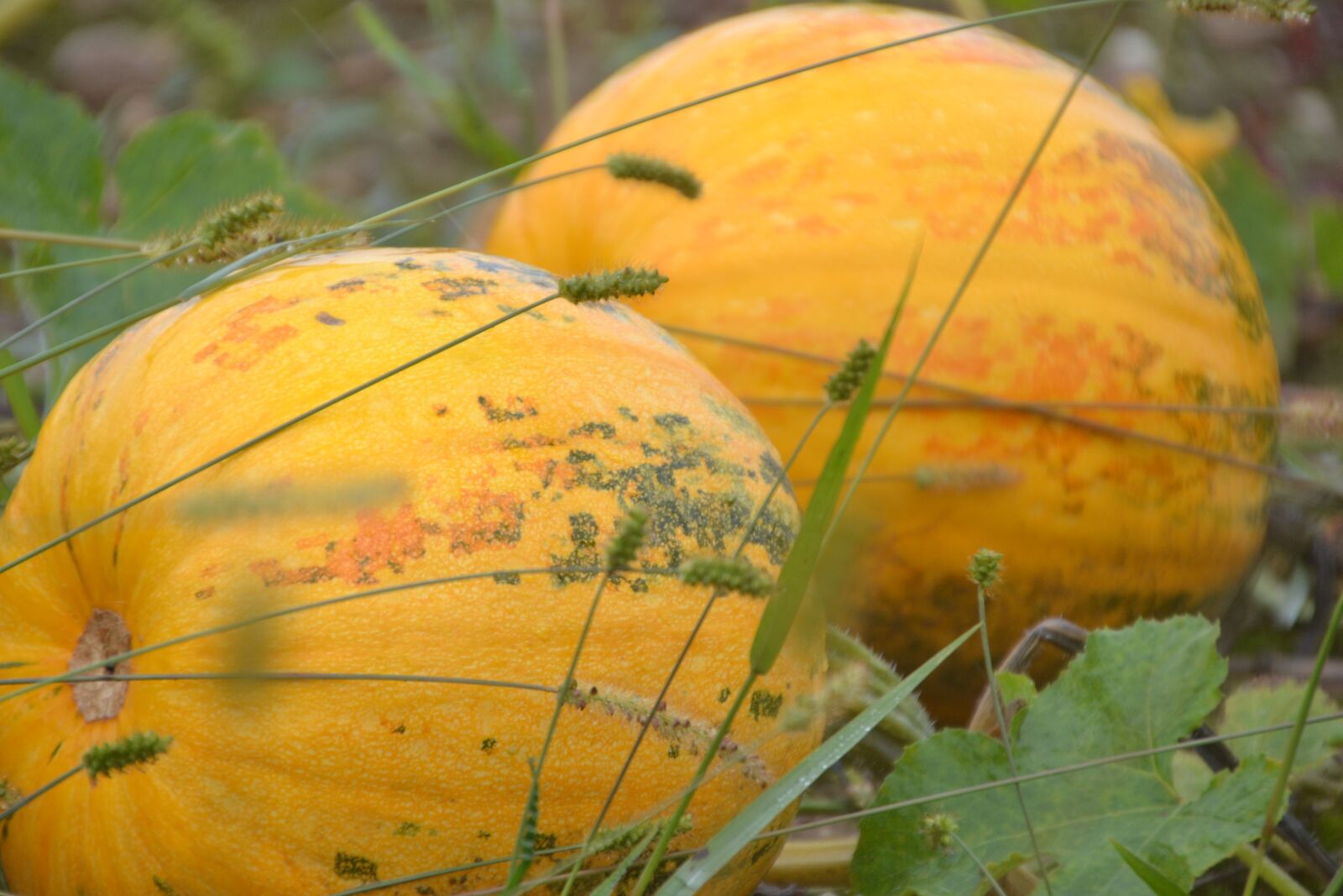 Nikon D3100 sample photo. Pumpkin, pumpkin box, autumn photography