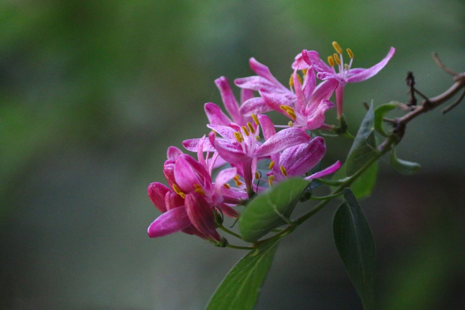 Canon EOS 70D sample photo. Chevrefeuille, flowers, pink photography