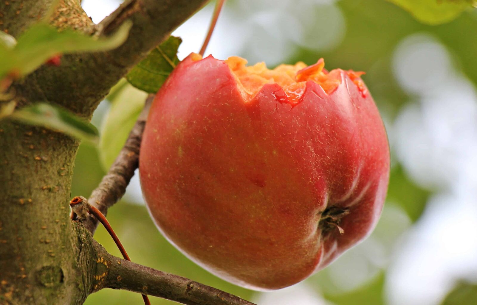 Canon EOS 550D (EOS Rebel T2i / EOS Kiss X4) sample photo. Orchard, daylight, gren leaf photography