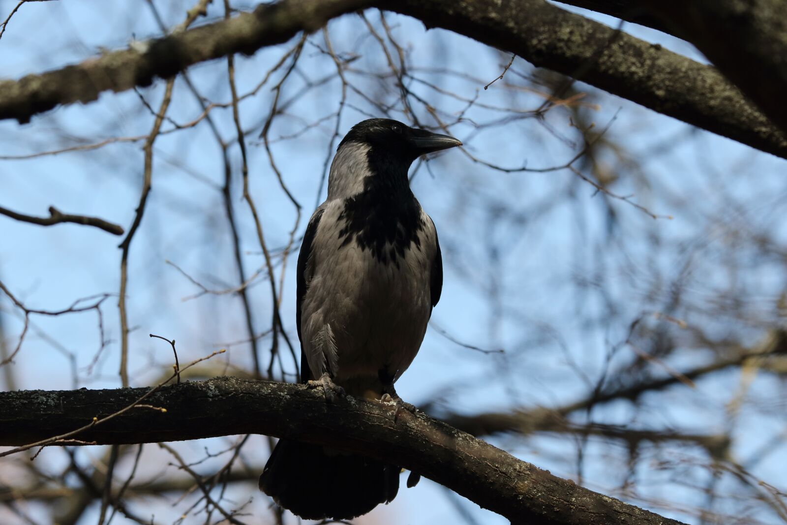 Sigma 100-400mm F5-6.3 DG OS HSM sample photo. Crow, bird, black photography