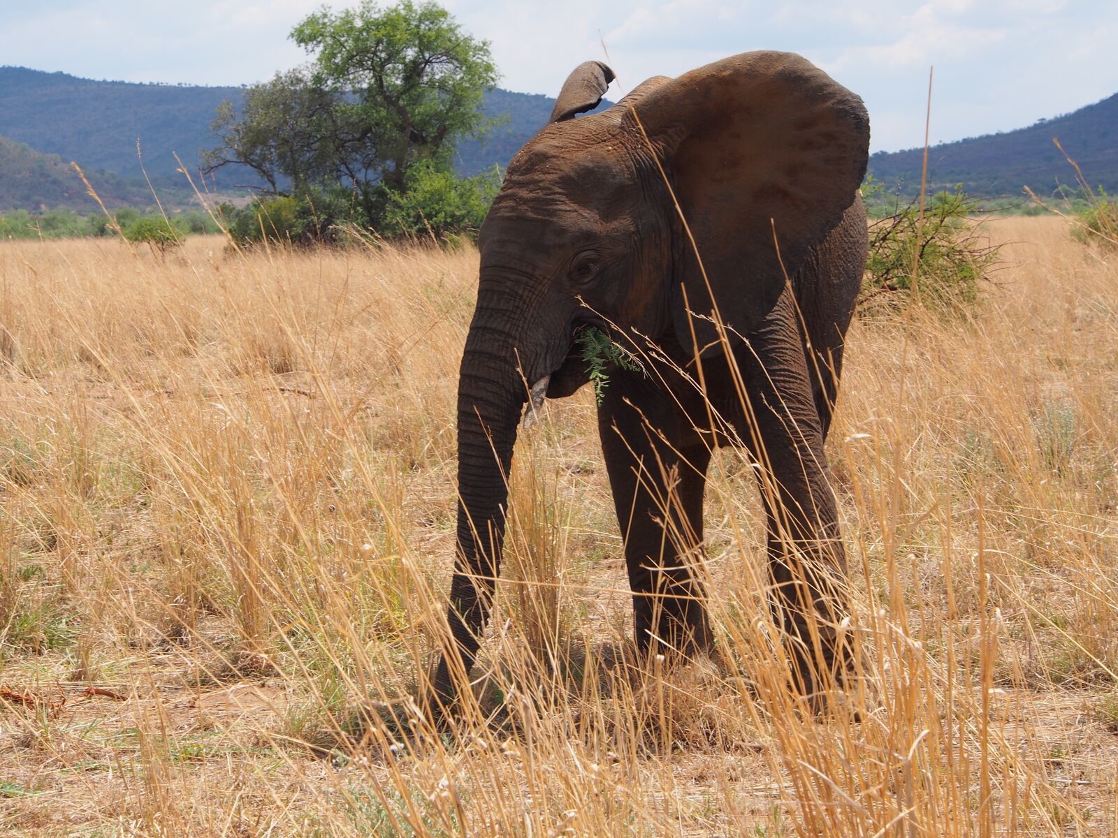 Olympus OM-D E-M5 sample photo. Elephant, south africa, africa photography