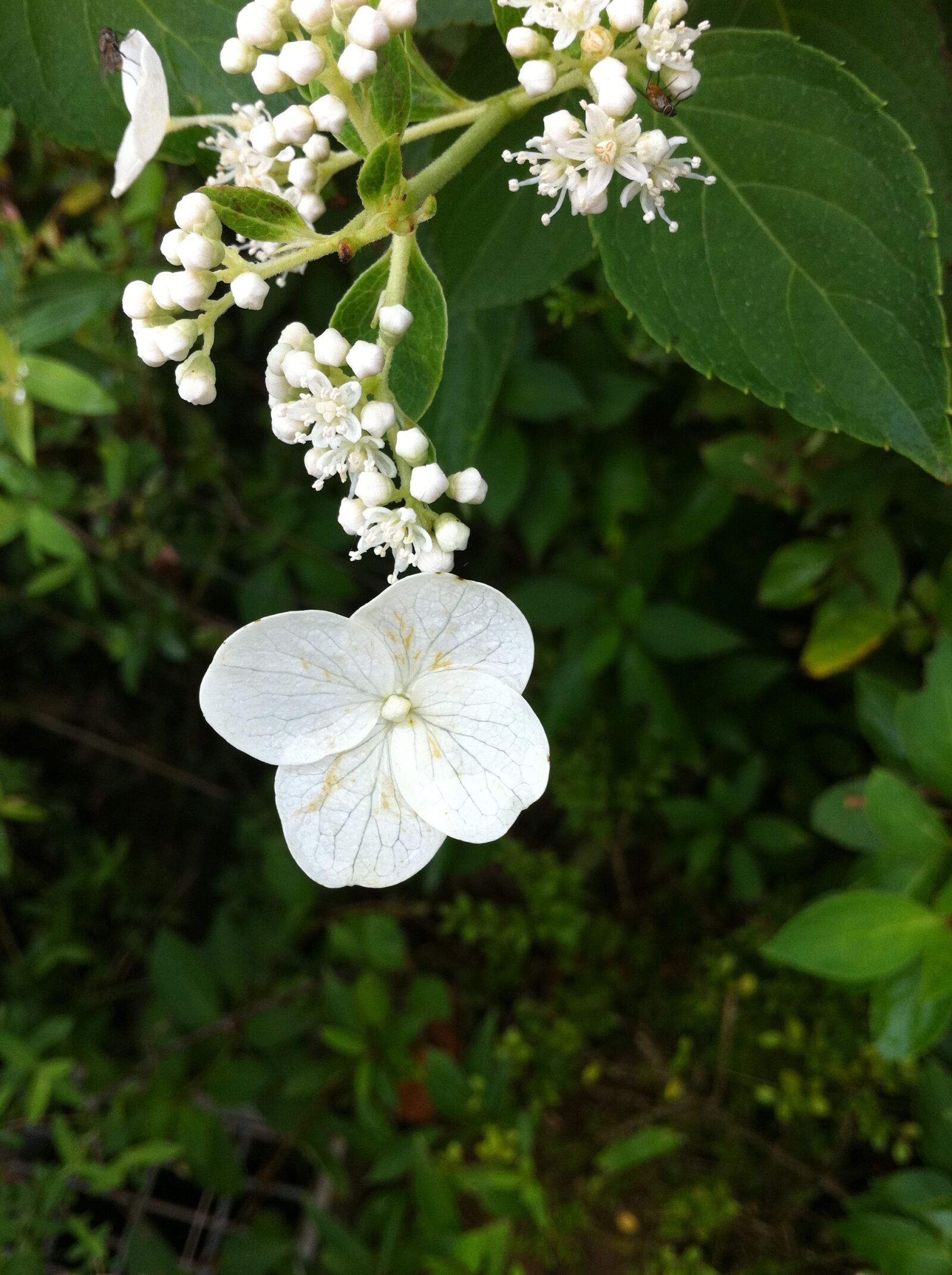 Apple iPhone 4 sample photo. Flowers, iphone, plants photography