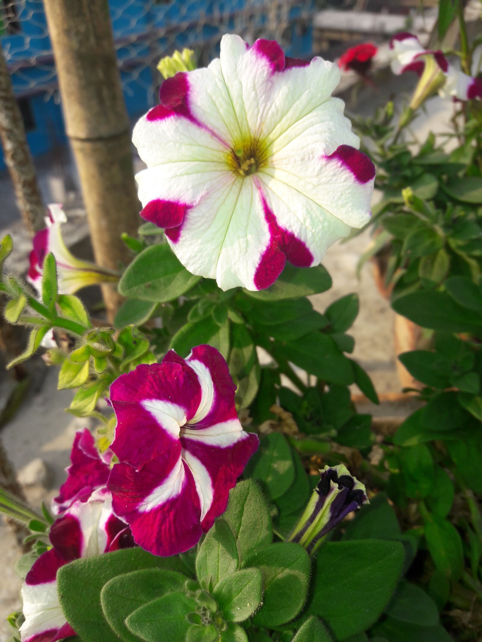 Samsung Galaxy A5(2016) sample photo. Flower, nice, natural photography