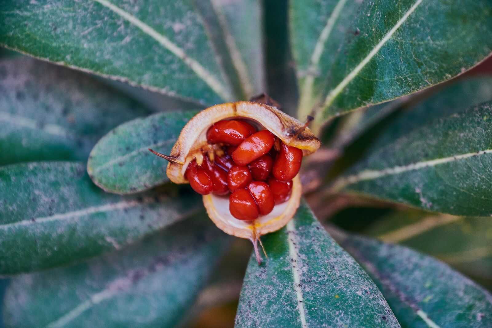 Nikon D7200 sample photo. Red, garden, green photography