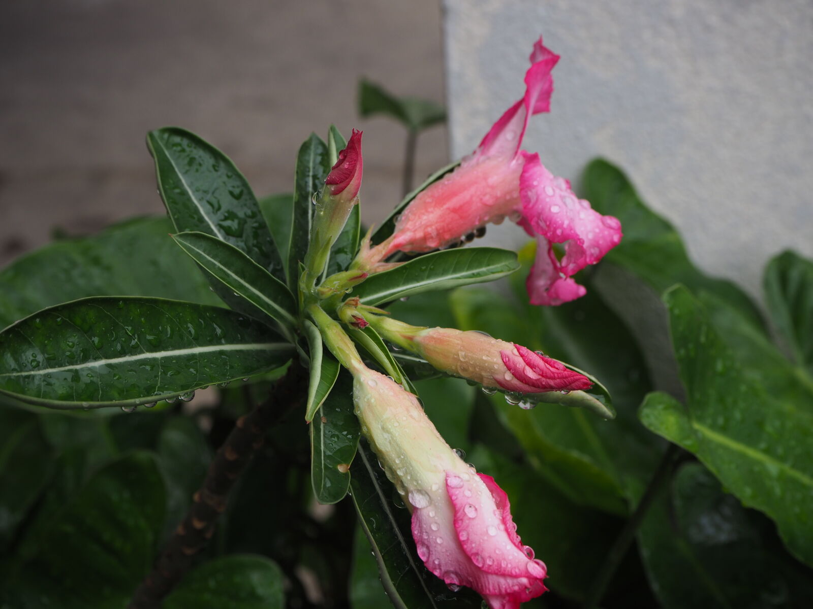 Olympus OM-D E-M10 II sample photo
