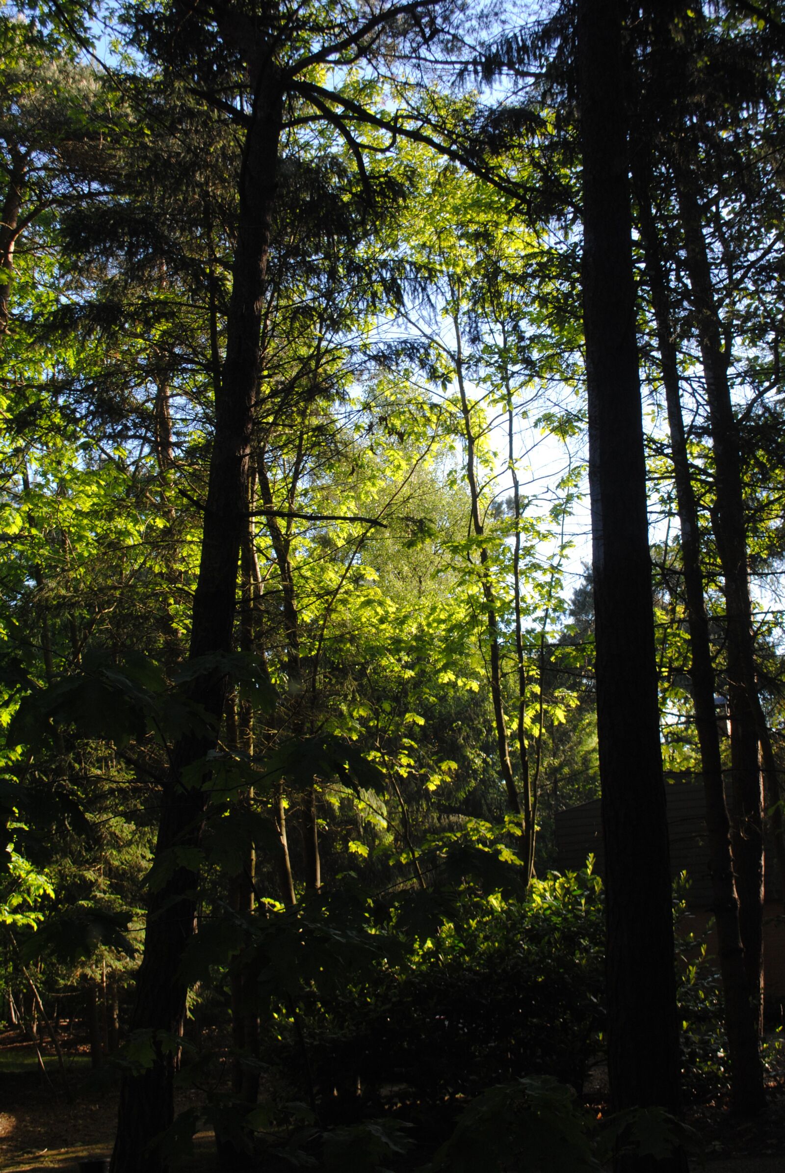 Nikon D3000 sample photo. Clearance, spring, the sun photography