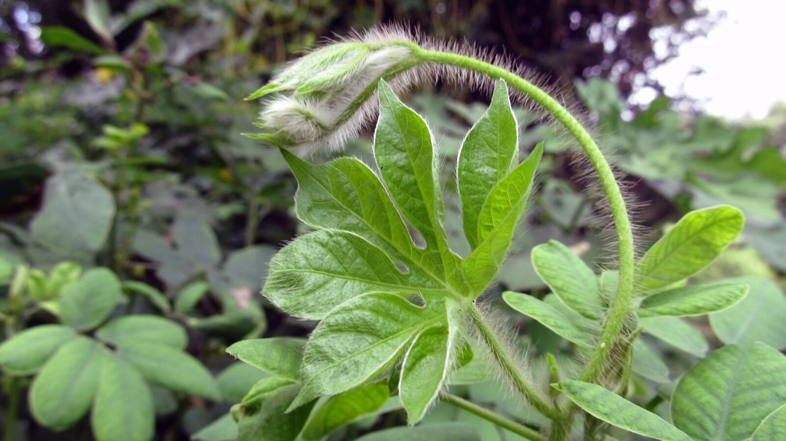 Canon PowerShot SX130 IS sample photo. Nature, leaf, leaves photography