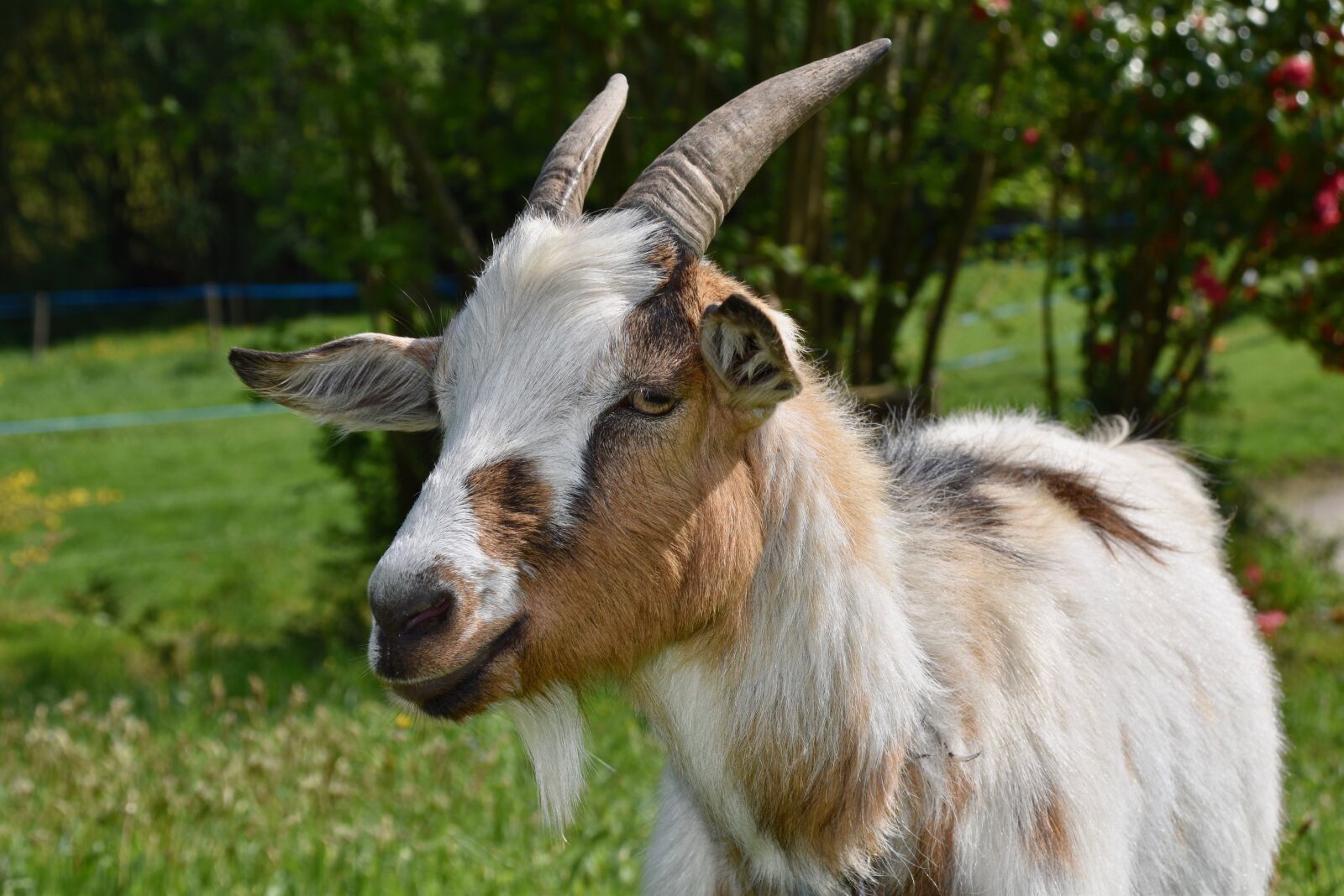 Nikon D5600 sample photo. Goat, goat horns, ruminants photography