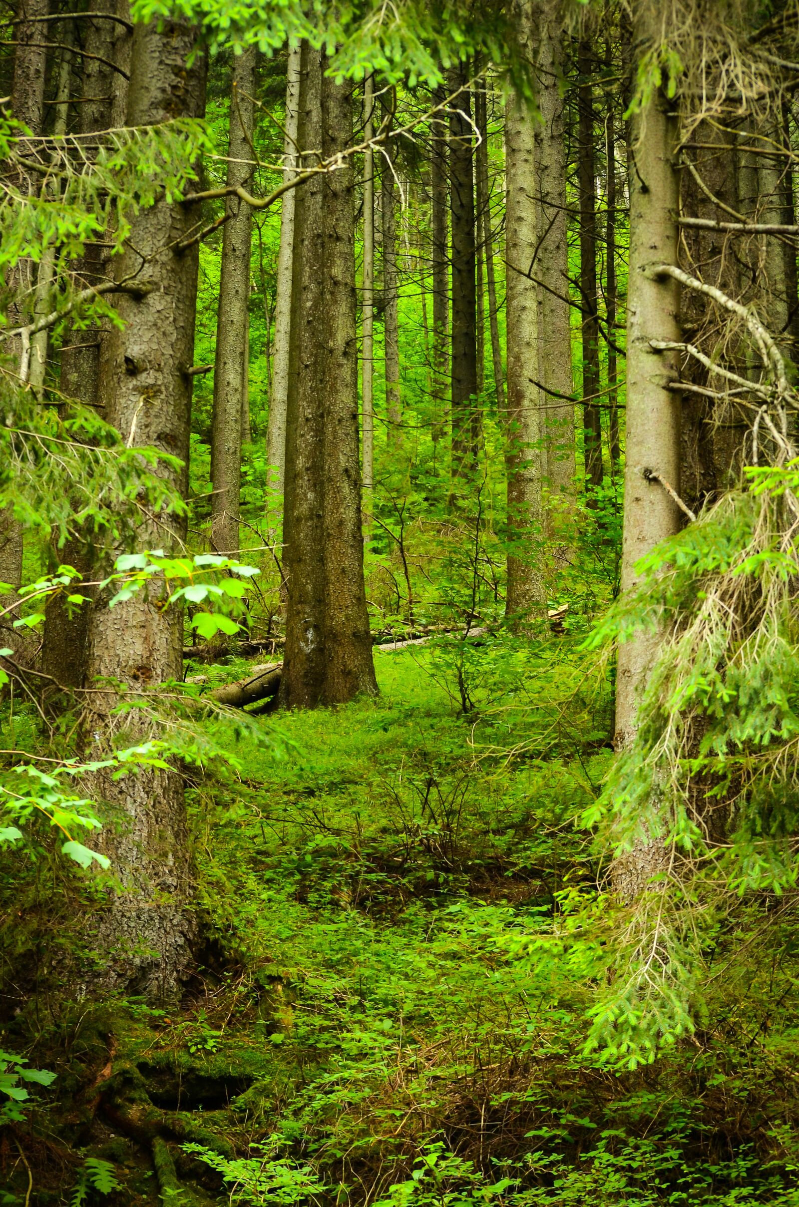 Nikon D7000 sample photo. Forest, trees, nature photography