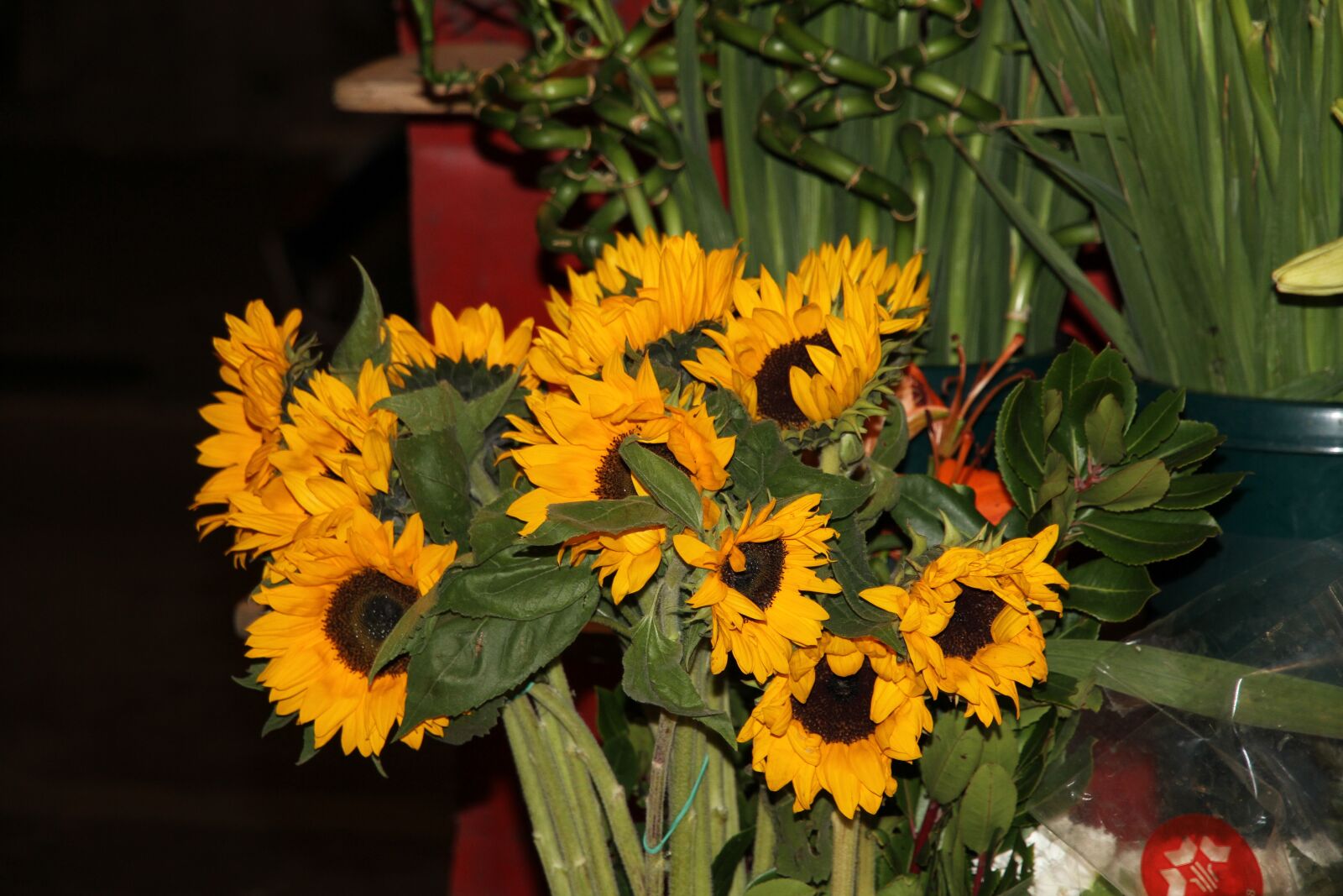 Canon EOS 7D sample photo. Sunflower, flowers, flower photography
