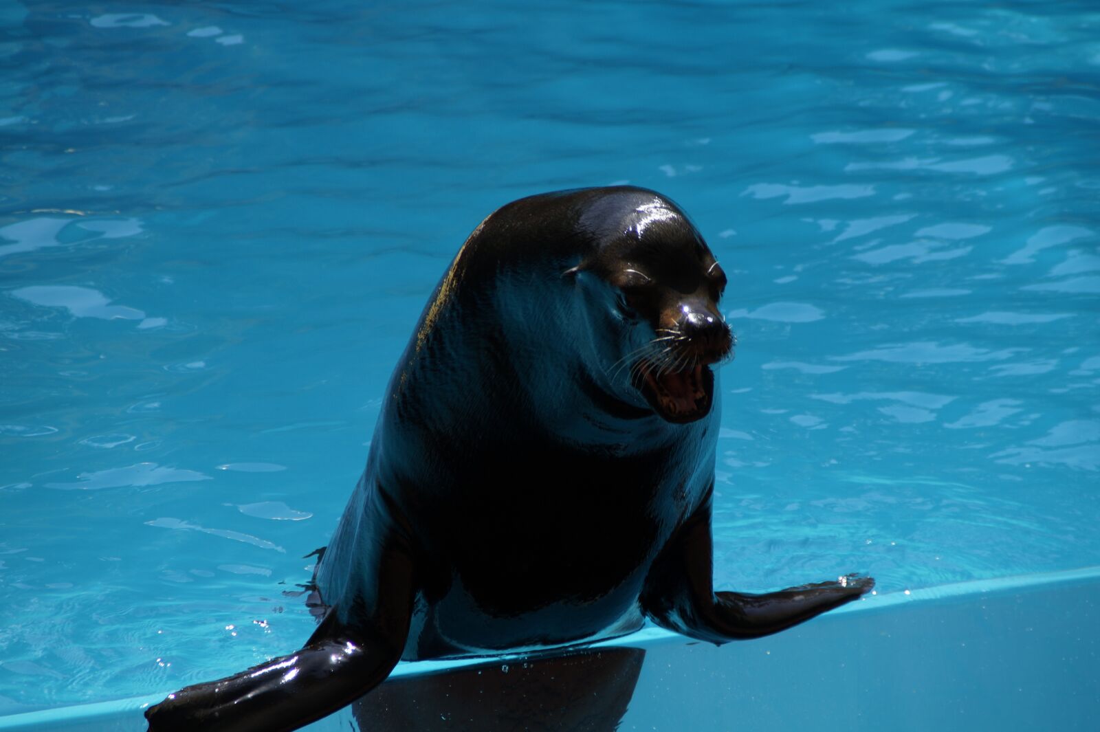 Sony SLT-A58 sample photo. Zoo, sea lion, males photography