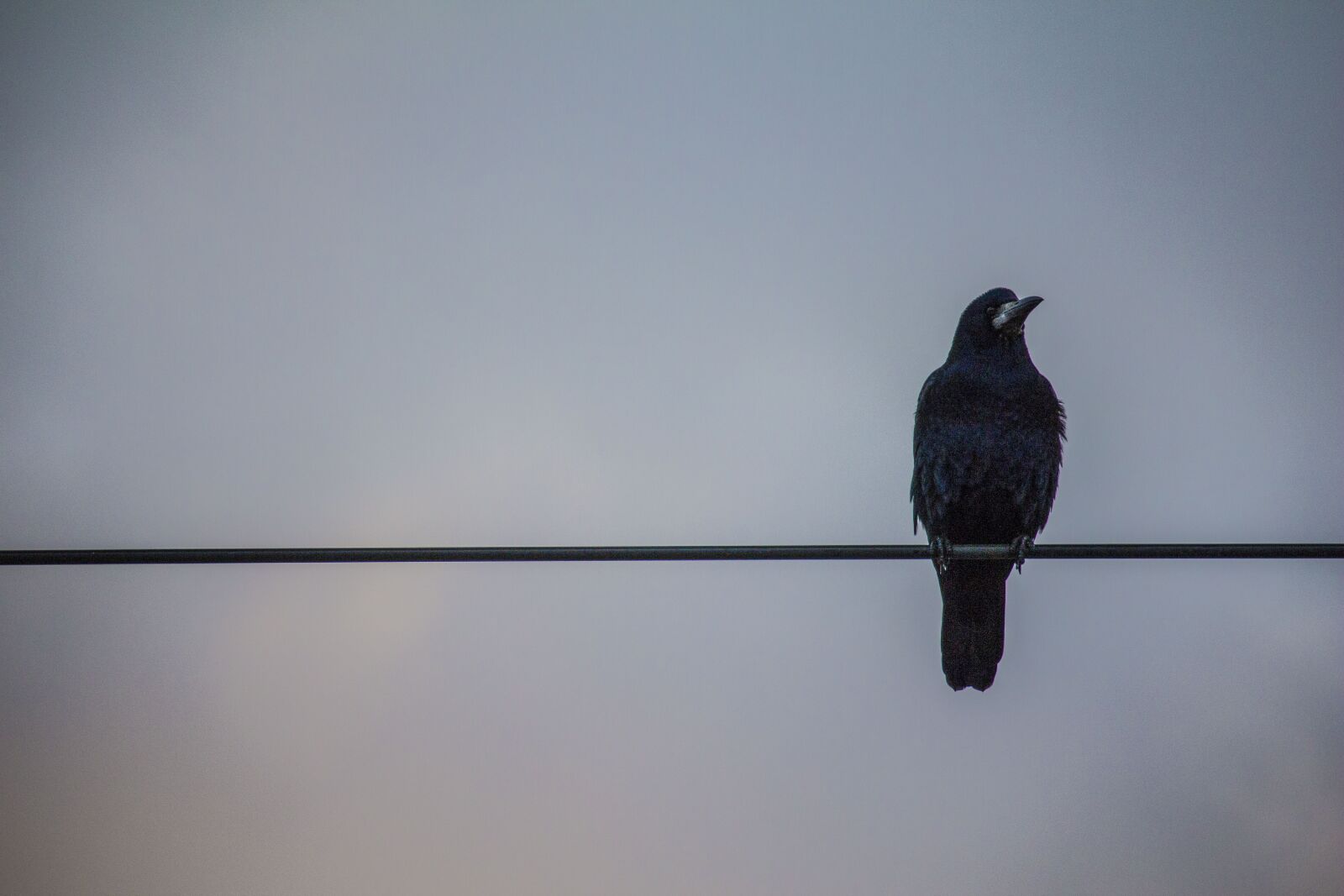 Canon EOS M sample photo. Crow, sky, black bird photography