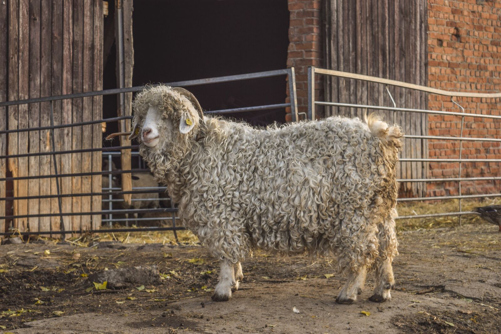 Nikon D3300 sample photo. Animal, domestic sheep, animals photography