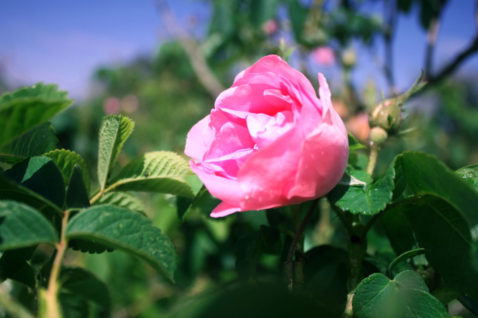 Canon EOS 500D (EOS Rebel T1i / EOS Kiss X3) sample photo. Rose, roses, pink photography